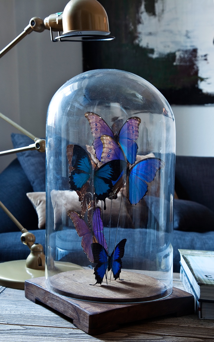 glass-bell-butterflies