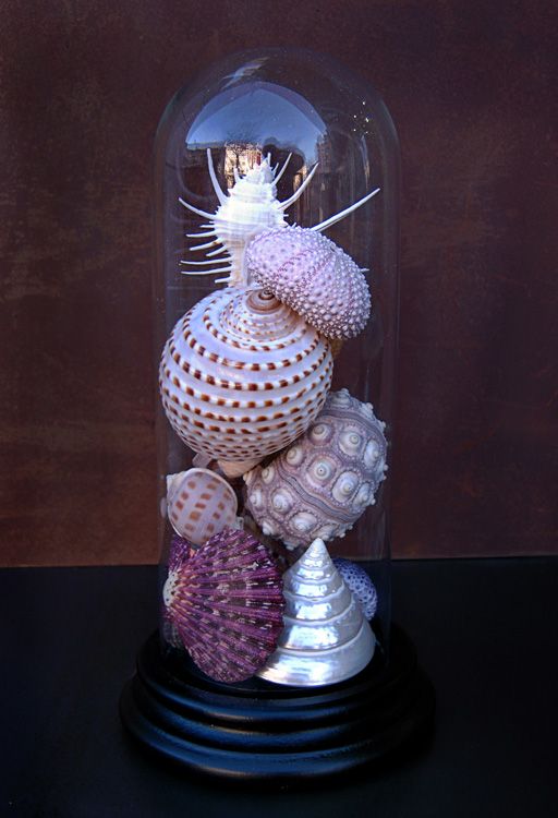 glass-bell-seashells